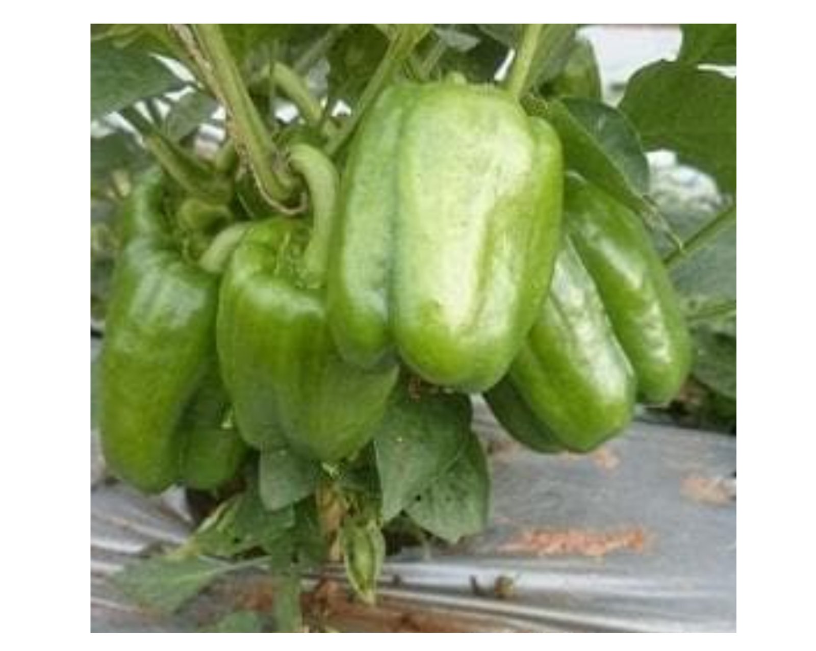 Syngenta-Indra-2322.jpg